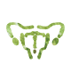 uterus