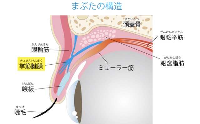 まぶたの構造