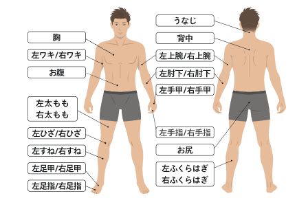 全身脱毛の脱毛範囲